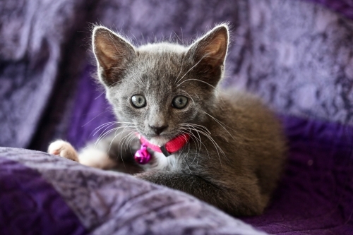 Kitten looking at camera. Kitten with pink bell.  Grey and white kitten