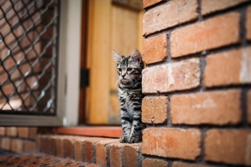 Kitten sitting in a doorway - Australian Stock Image