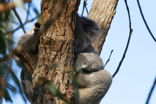 Koala asleep in tree - Australian Stock Image