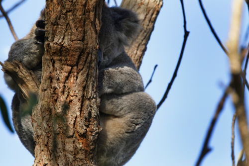 Koala asleep in tree - Australian Stock Image