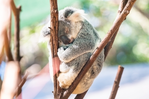 Koala asleep while wedged between bare branches - Australian Stock Image