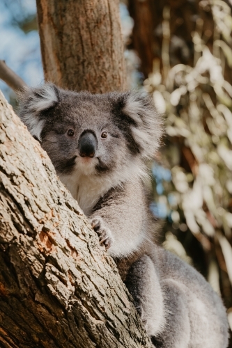 Koala bear in a gum tree.