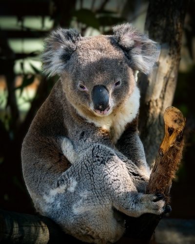 Koala Bear Portrait - Australian Stock Image