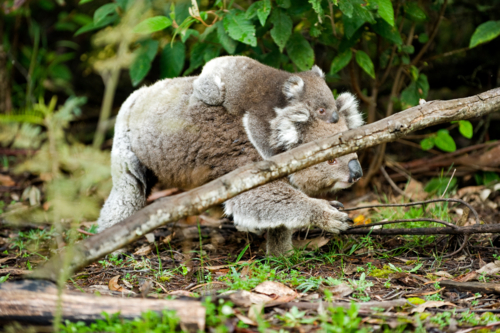 Koala carrying joey through dense forest undergrowth - Australian Stock Image