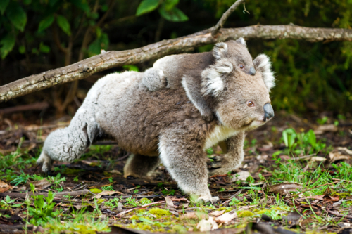 Koala carrying joey through dense forest undergrowth - Australian Stock Image