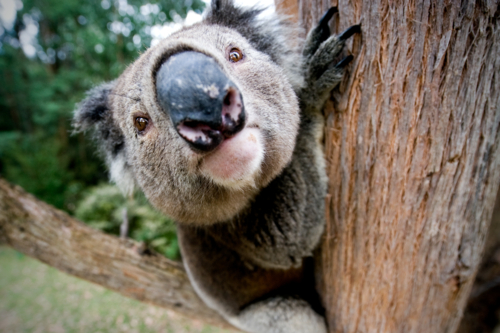 Koala climbing a eucalyptus tree trunk - Australian Stock Image