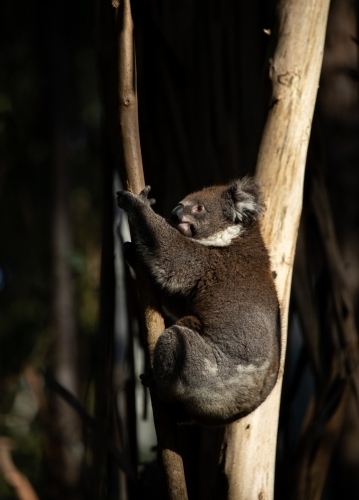 koala climbing gum tree, vertical - Australian Stock Image