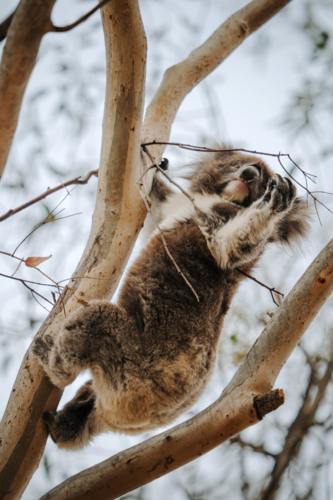 Koala clinging to eucalyptus tree branches - Australian Stock Image