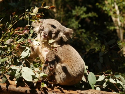Koala eating leaves in eucalyptus tree at zoo - Australian Stock Image