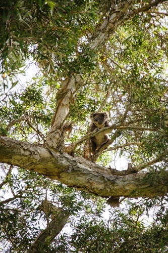 Koala in a tree - Australian Stock Image