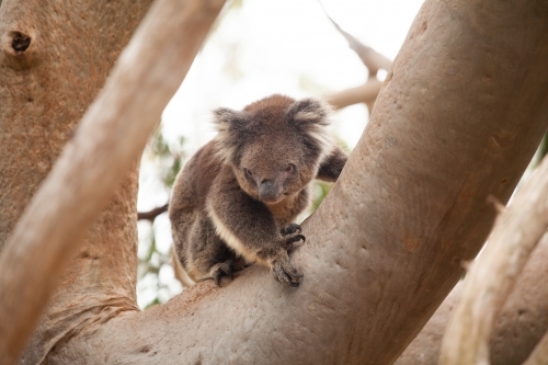 Koala in a tree - Australian Stock Image