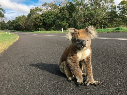 Koala on a Road in the Bush