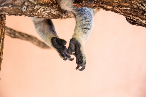 koala paws with a koala in a tree - Australian Stock Image
