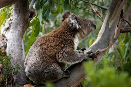 Koala Perched in A Gum Tree - Australian Stock Image