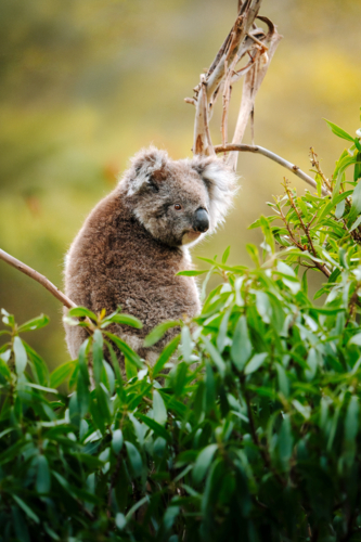 Koala perched on tree branch surrounded by soft green leaves - Australian Stock Image