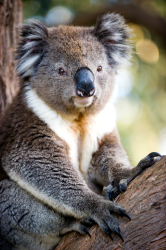 Koala resting on a tree branch with a calm expression - Australian Stock Image