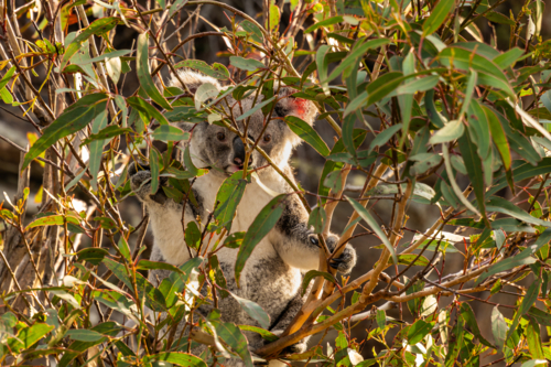 Koala sitting in a Eucalypt tree - Australian Stock Image