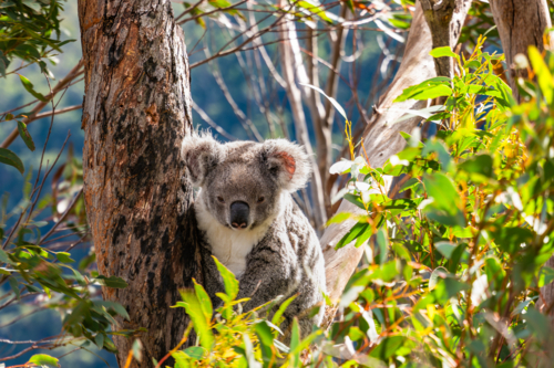 Koala sitting in a Eucalypt tree - Australian Stock Image
