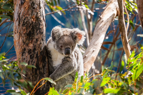 Koala sitting in a Eucalypt tree - Australian Stock Image