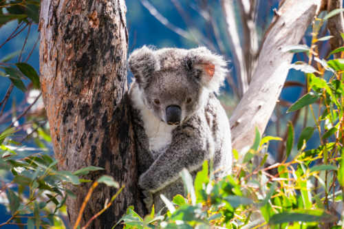 Koala sitting in a Eucalypt tree - Australian Stock Image
