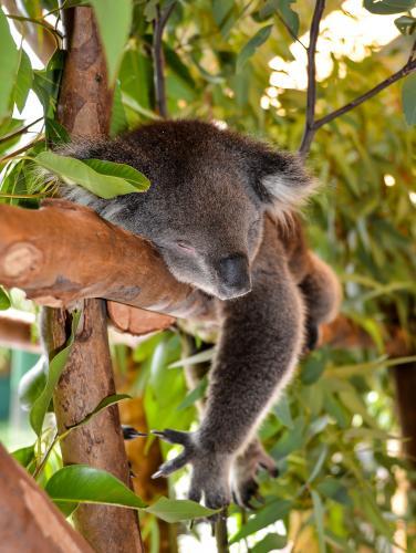 Koala sleeping lying on a branch