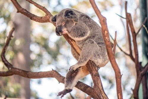 Koala sleeping with it's leg hanging down. - Australian Stock Image
