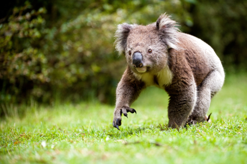 Koala walking through green grass - Australian Stock Image