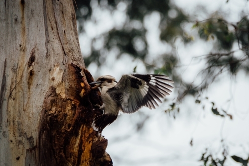 Kookaburra at nest