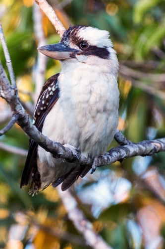 Kookaburra - Australian Stock Image