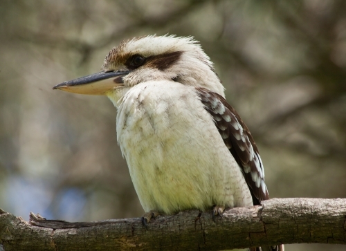 Kookaburra, Borenore Karst Conservation Area - Australian Stock Image
