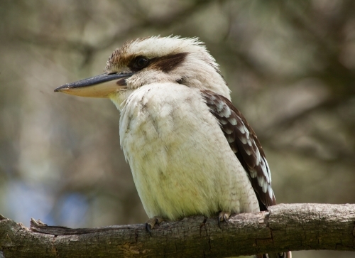 Kookaburra, Borenore Karst Conservation Area