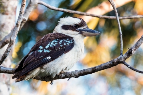 Kookaburra close up - Australian Stock Image