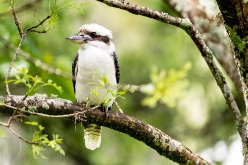 Kookaburra in a garden tree. - Australian Stock Image