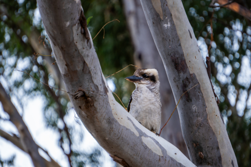 Kookaburra in a gumtree - Australian Stock Image