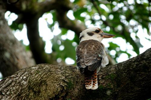 Kookaburra in an avocado tree - Australian Stock Image