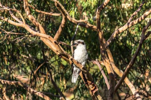 Kookaburra in tree - Australian Stock Image