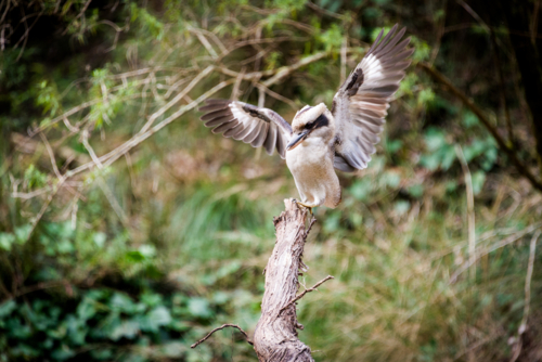 Kookaburra landing on a branch with wings outstretched - Australian Stock Image