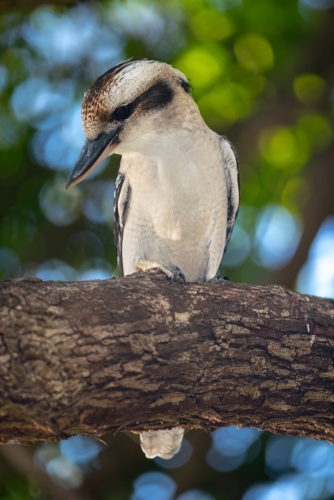 Kookaburra looking for food - Australian Stock Image