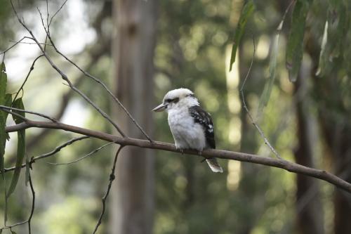 Kookaburra on a tree branch in the bushland - Australian Stock Image