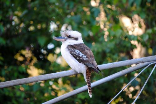 Kookaburra on washing line in backyard - Australian Stock Image