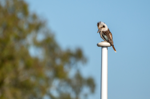 Kookaburra perched atop a white pole against a clear blue sky - Australian Stock Image