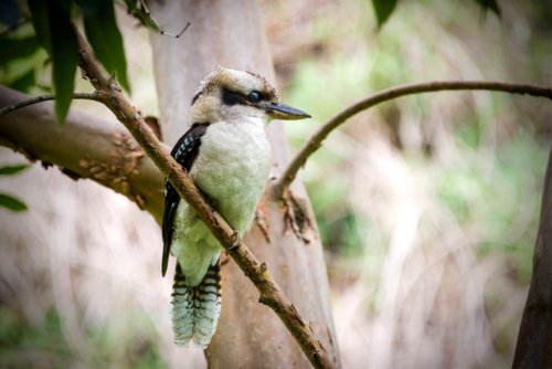 Kookaburra perched on a tree branch in dappled sunlight - Australian Stock Image