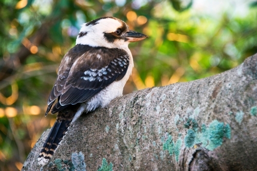 Kookaburra perched on a tree branch in the morning light - Australian Stock Image