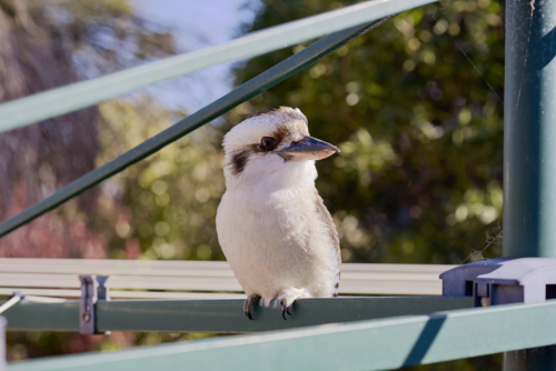Kookaburra perched on backyard hills hoist washing line - Australian Stock Image
