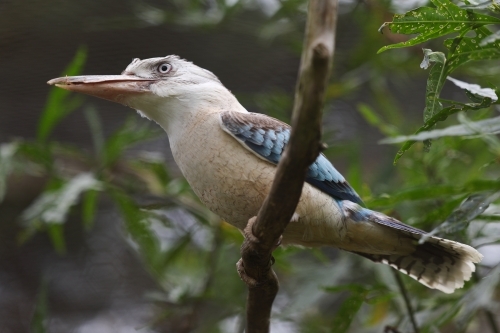 Kookaburra perched on branch - Australian Stock Image