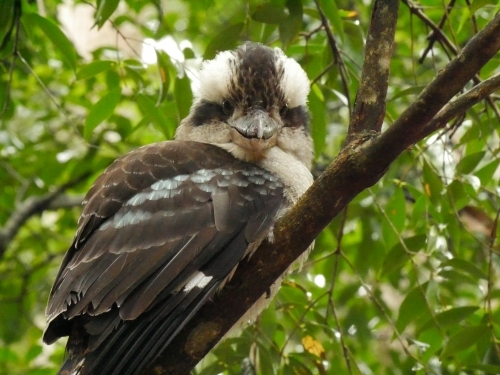Kookaburra perched on branch - Australian Stock Image