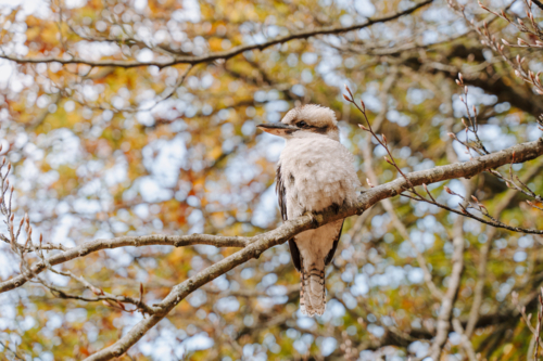 Kookaburra perched on tree branch with autumn leaves - Australian Stock Image