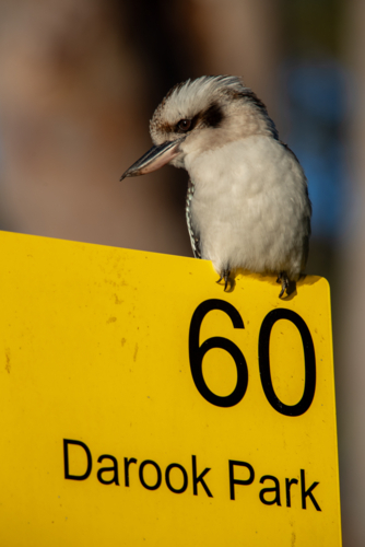 Kookaburra perching on a sign - Australian Stock Image