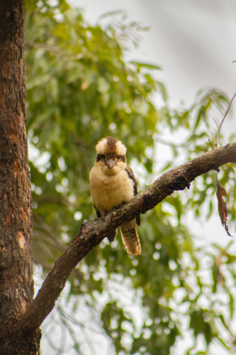 Kookaburra sitting in the tree - Australian Stock Image