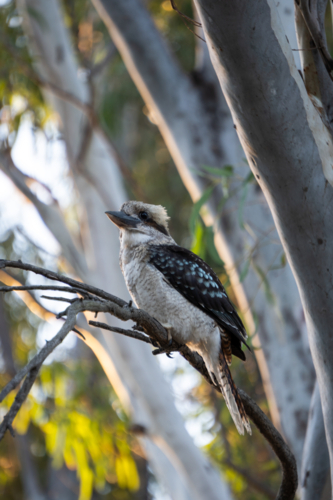Kookaburra sitting on a branch in a gumtree - Australian Stock Image